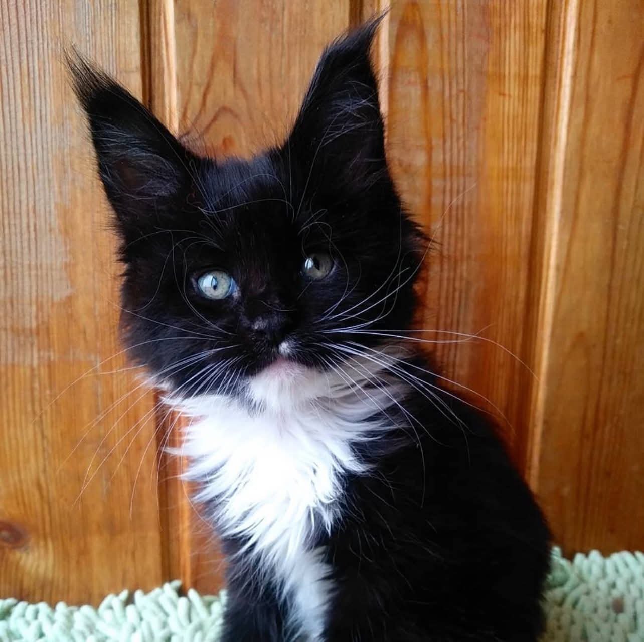 Amanita